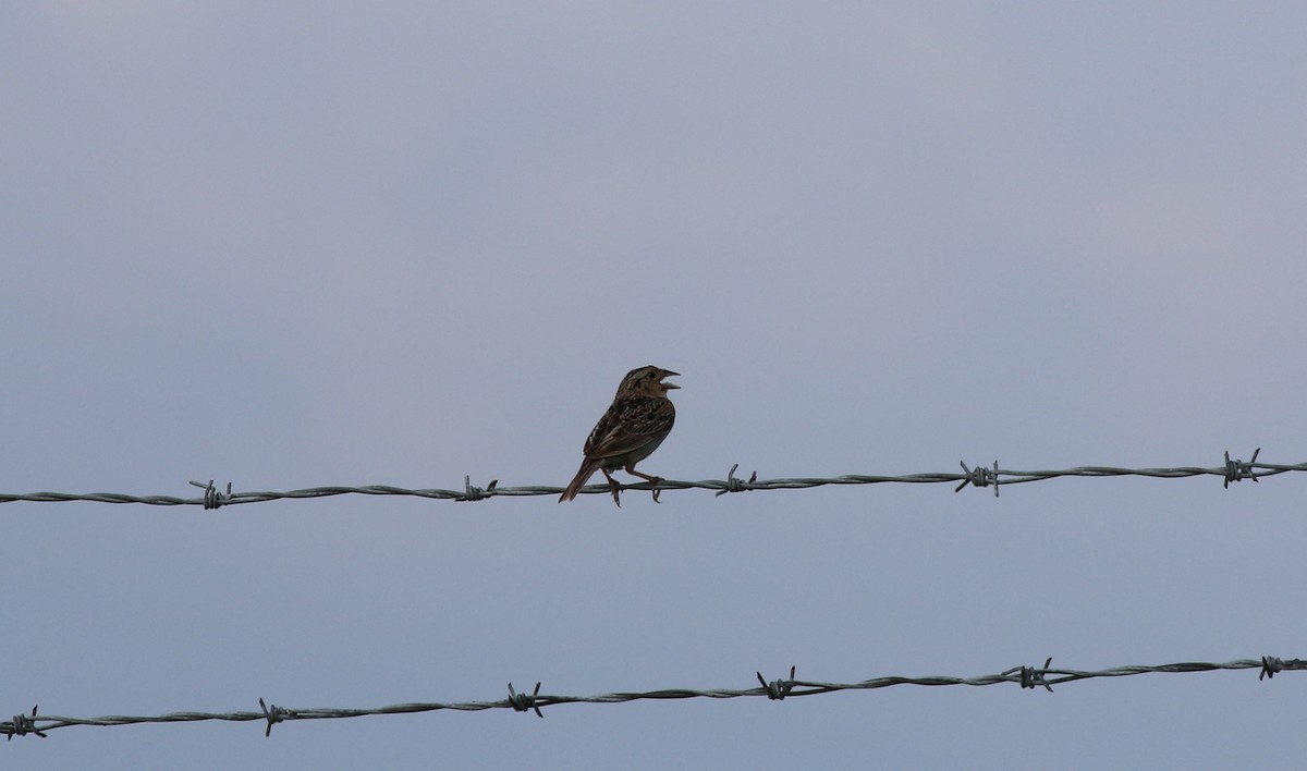 Grasshopper Sparrow - ML621401423