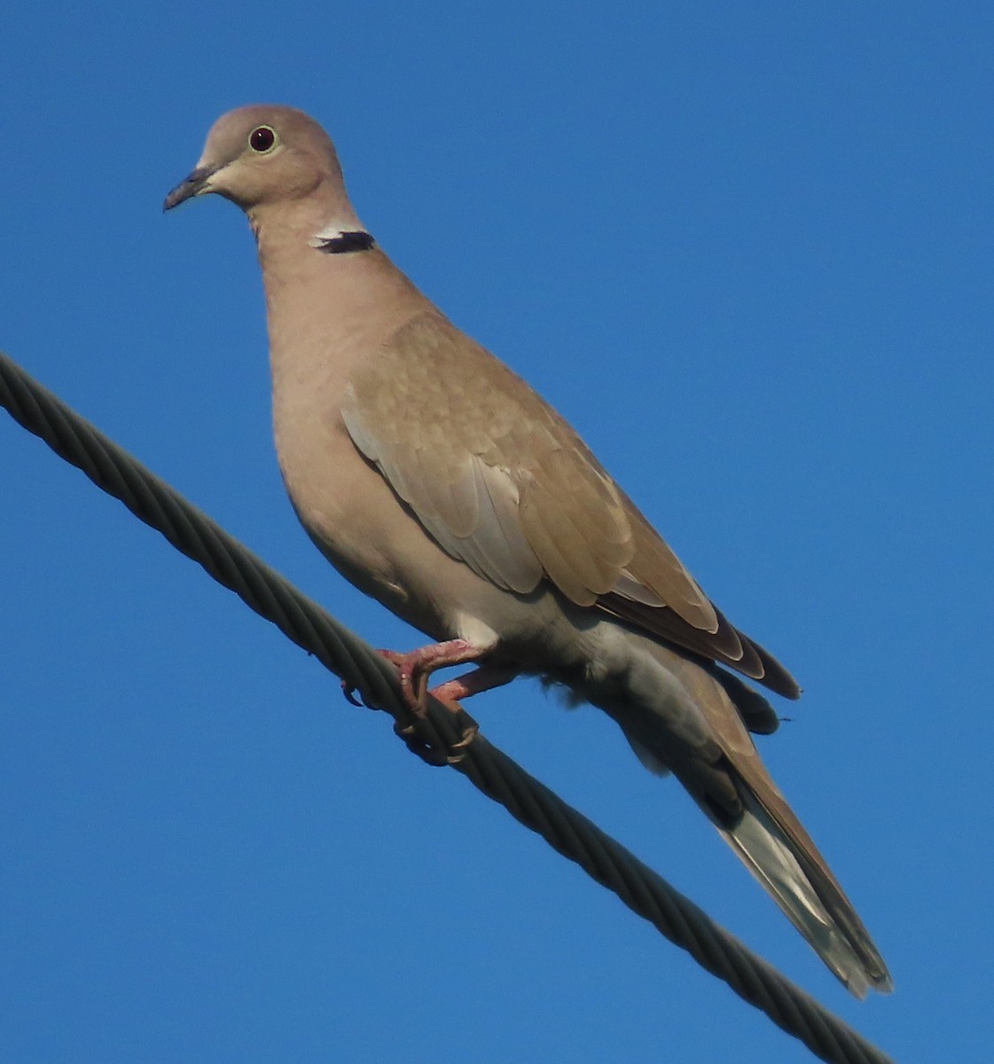 Eurasian Collared-Dove - ML621401429