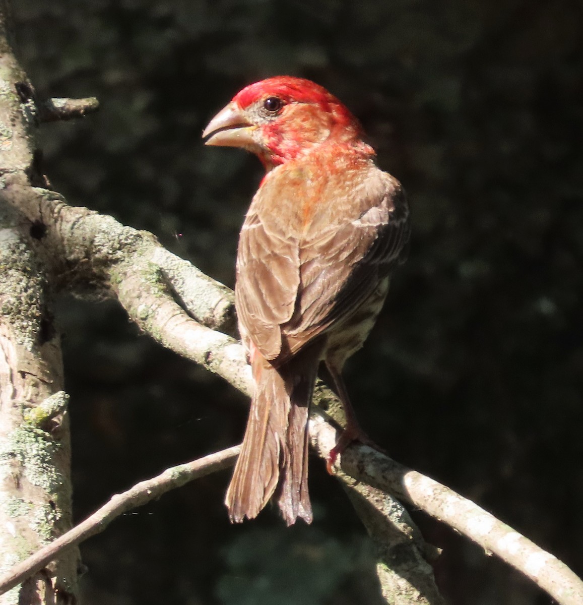 House Finch - ML621401432