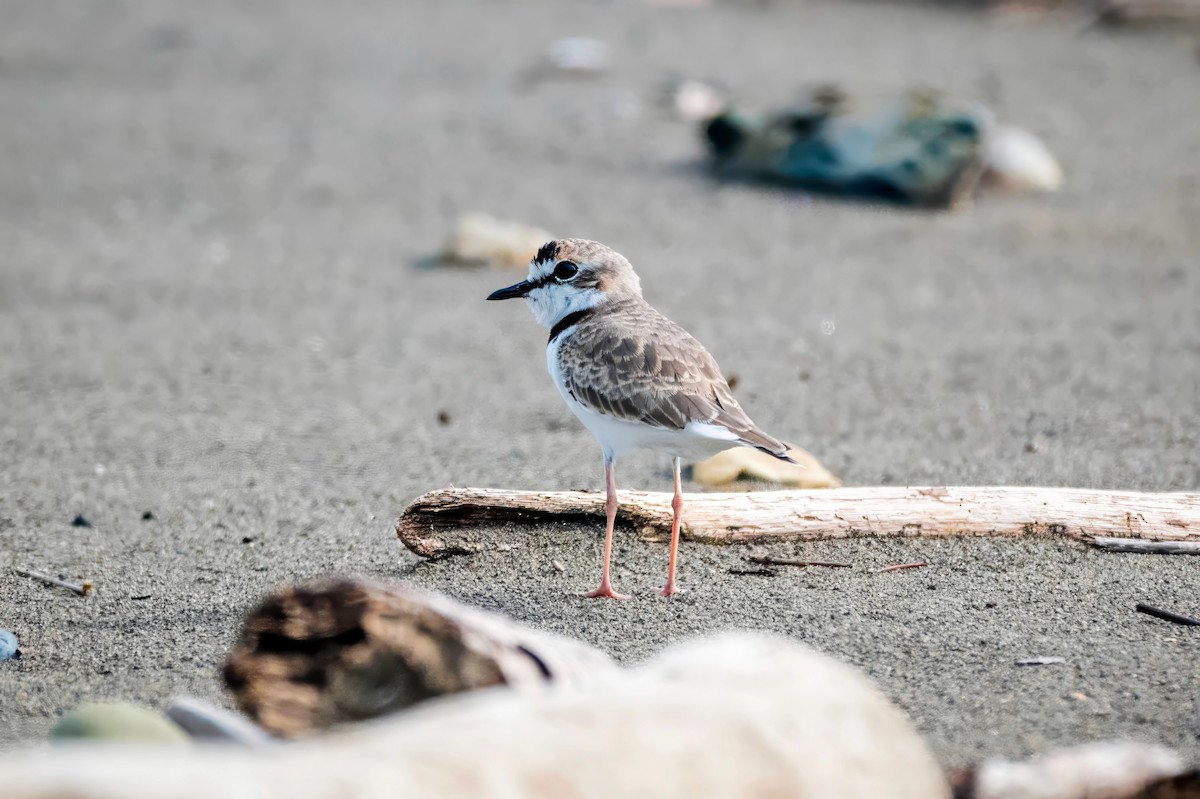 Collared Plover - ML621401437