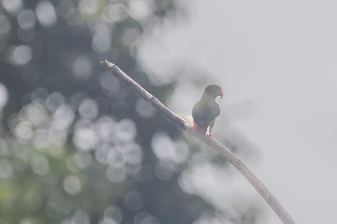 Philippine Hanging-Parrot - ML621401441