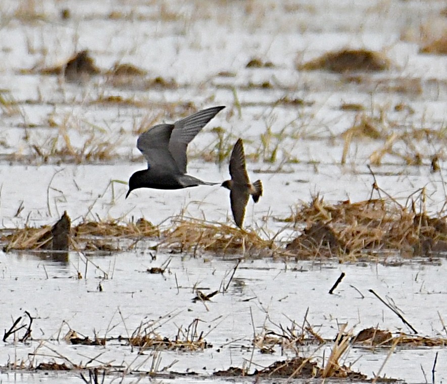 Black Tern - Glenn Wyatt