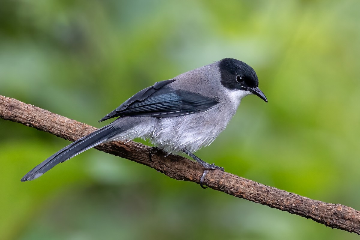 Kara Başlı Sibya (desgodinsi/tonkinensis) - ML621401512