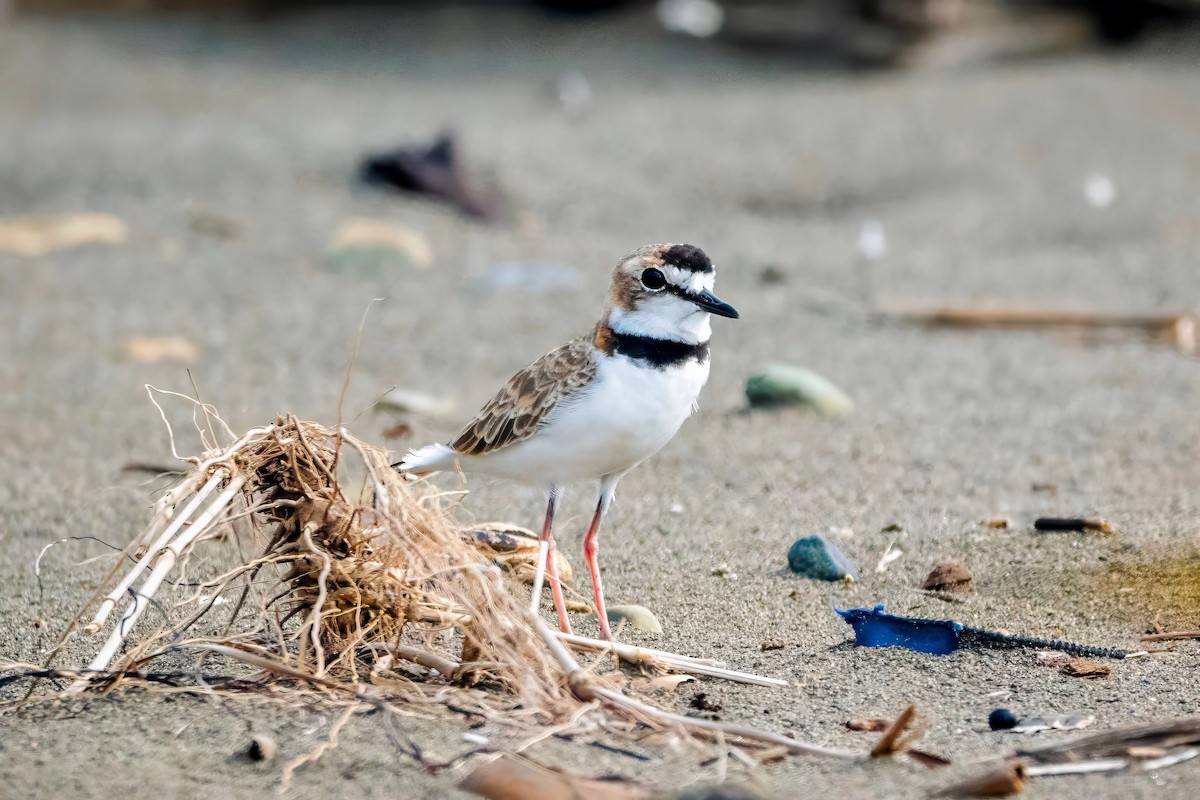 Collared Plover - ML621401526