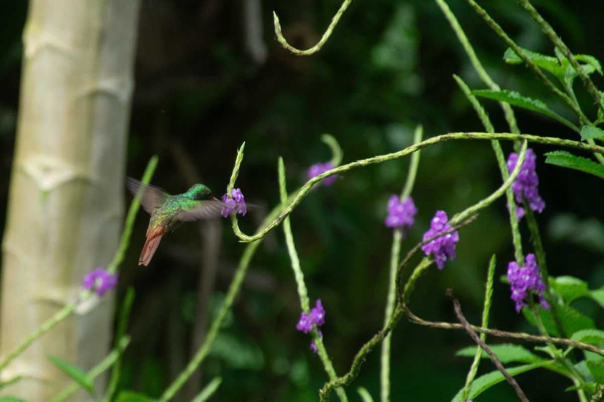 Rufous-tailed Hummingbird - ML621401601