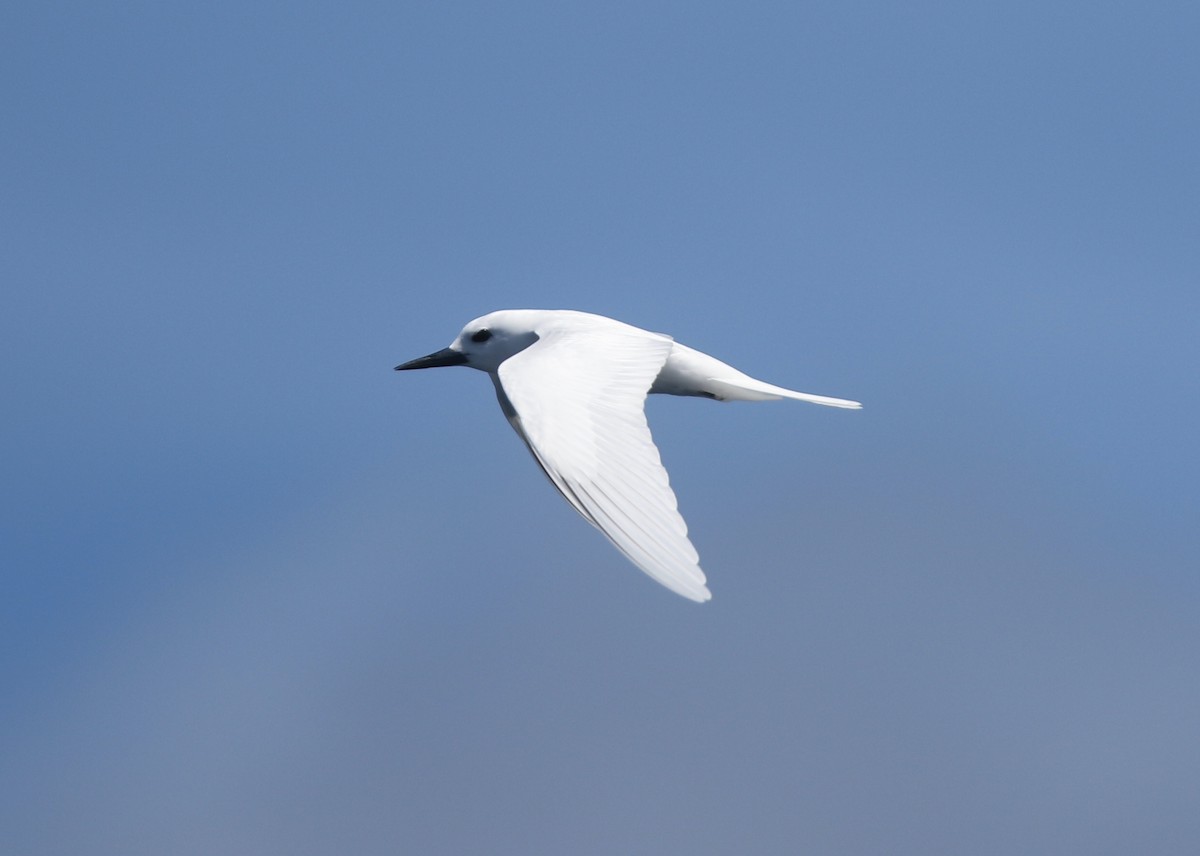 White Tern - ML621401602