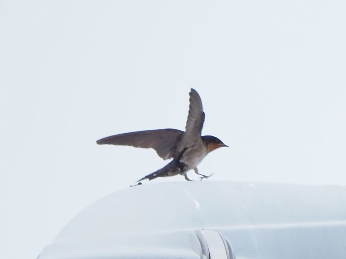 Pacific Swallow - ML621401612