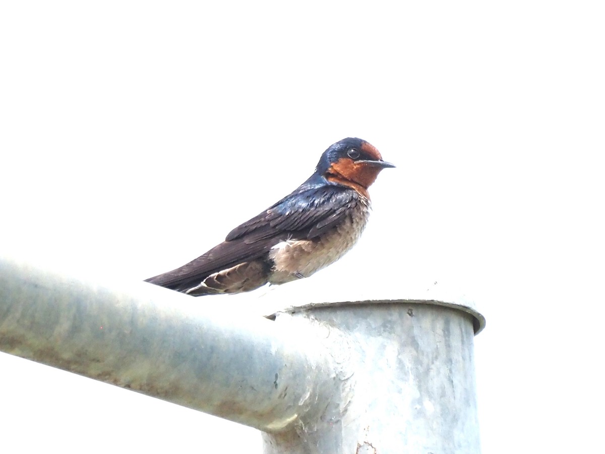 Pacific Swallow - ML621401613