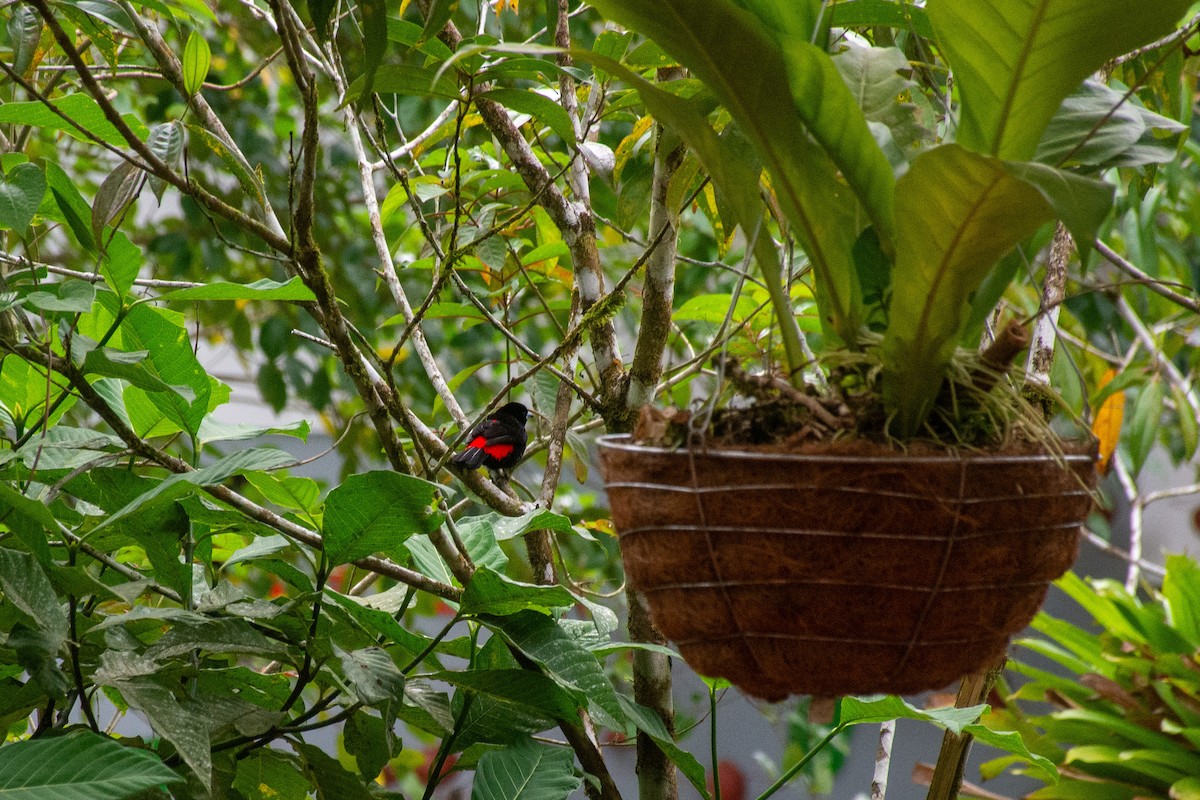 Scarlet-rumped Tanager - ML621401625