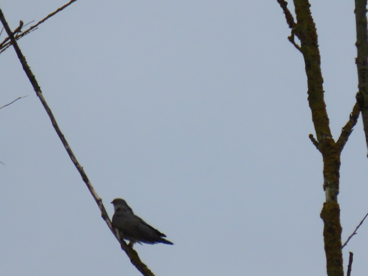 Common Cuckoo - ML621401629