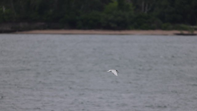 Forster's Tern - ML621401650