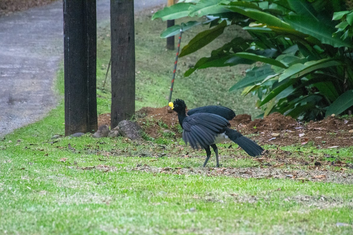 Great Curassow - Sangam Paudel