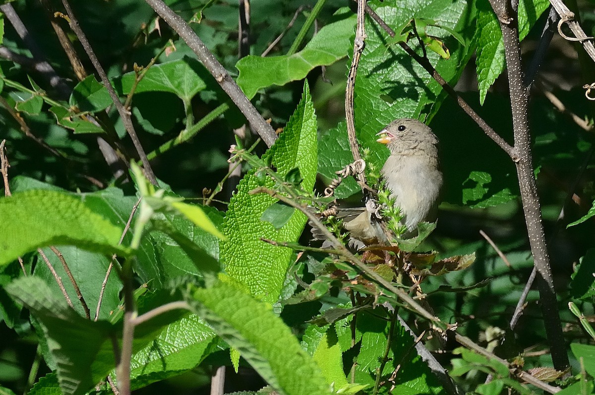 Dull-colored Grassquit - ML621401720