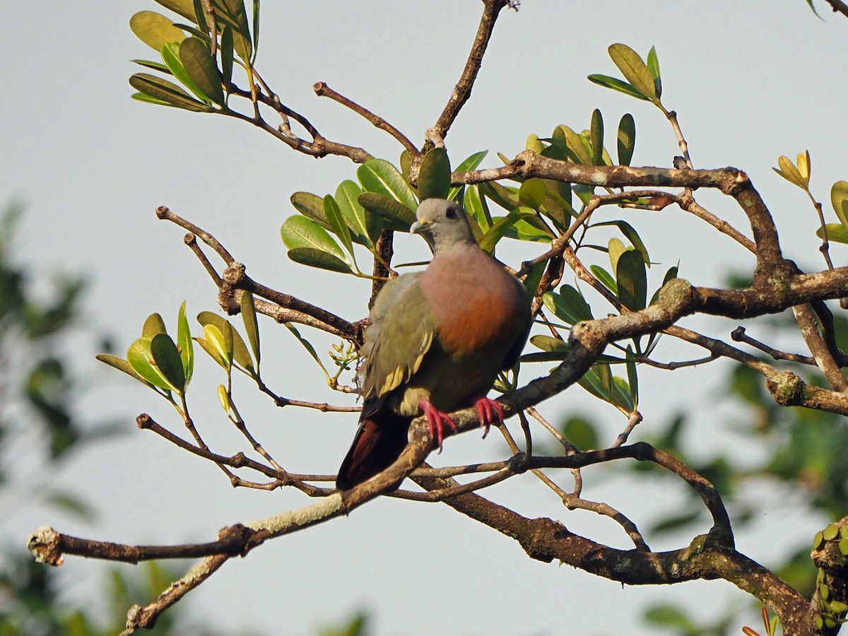 Pink-necked Green-Pigeon - ML621401730