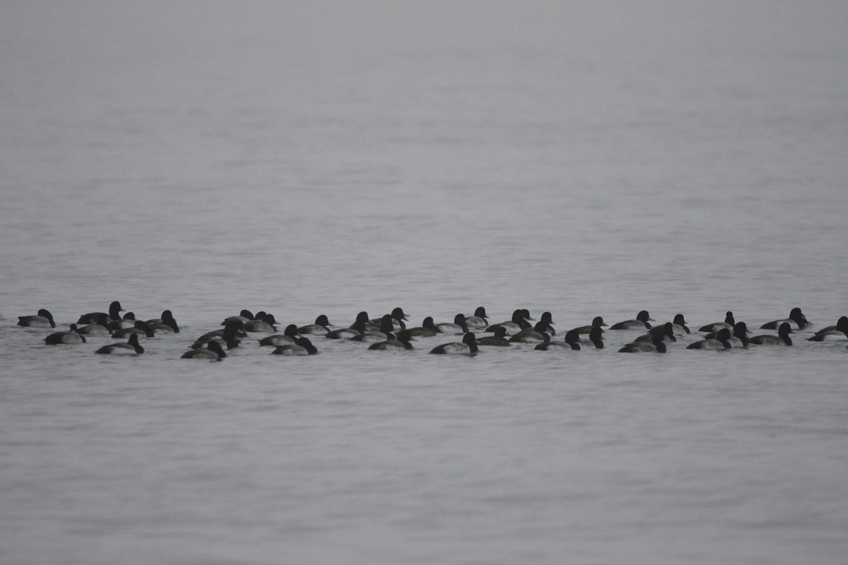 Greater Scaup - ML621401731