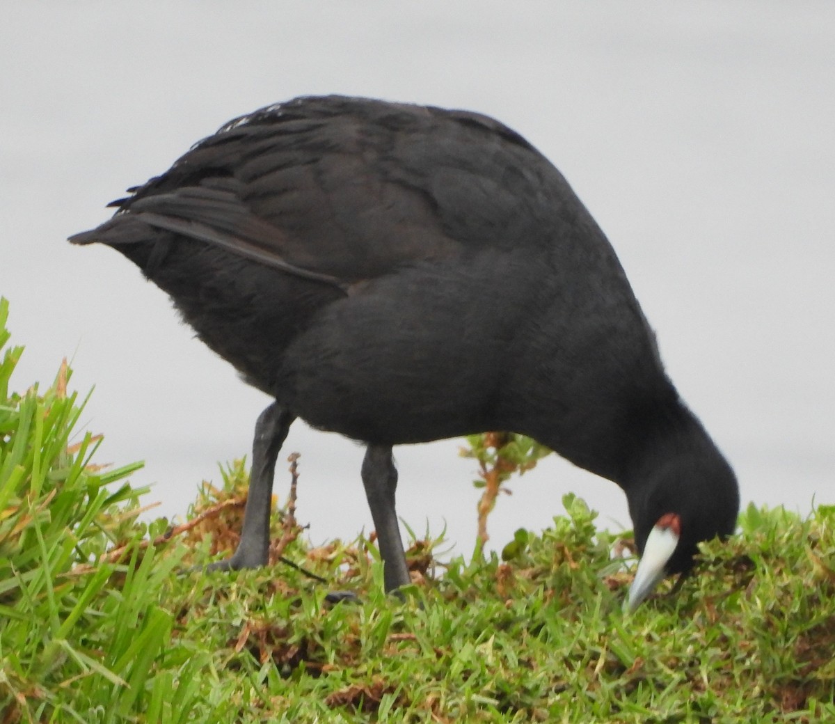 Red-knobbed Coot - ML621401750