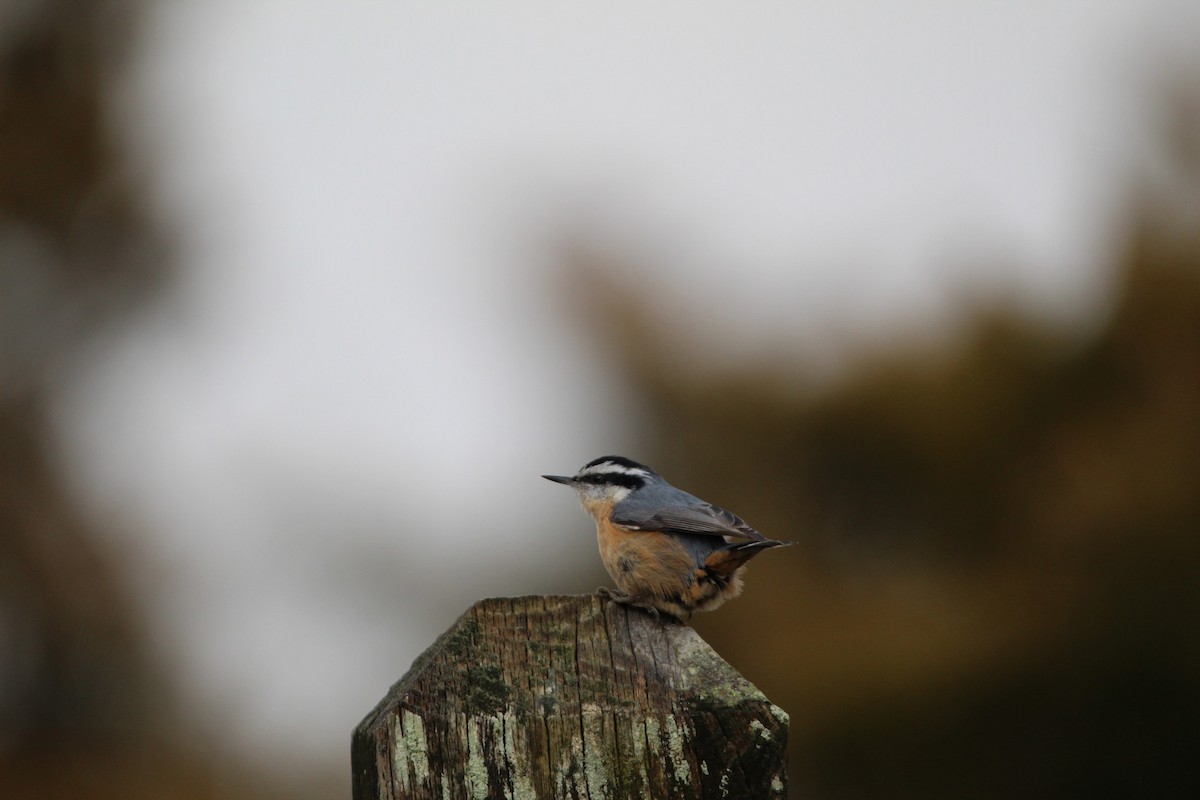 Red-breasted Nuthatch - ML621401757