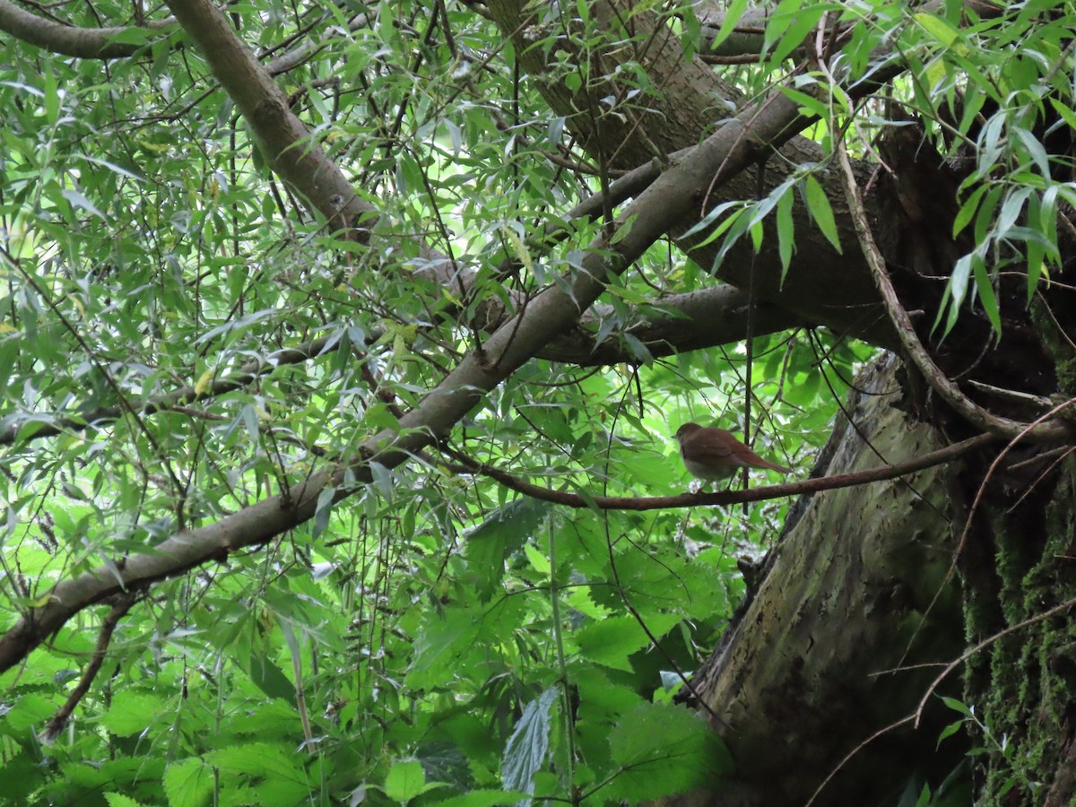 Зулбаран гургалдай - ML621401770