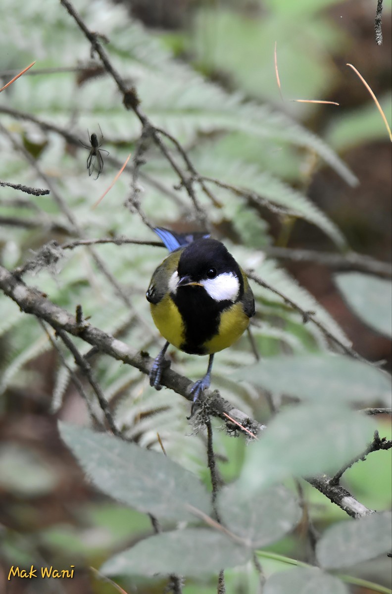 Green-backed Tit - ML621401792