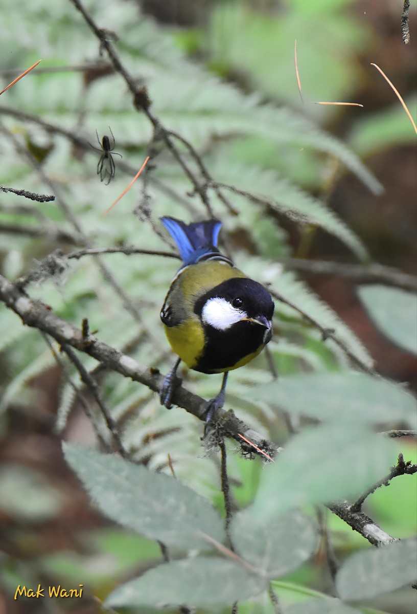 Green-backed Tit - Maqsood Ahmad wani