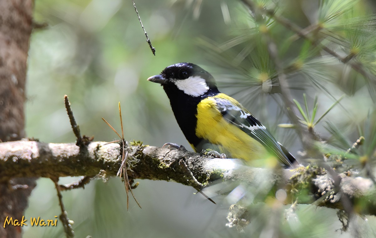 Green-backed Tit - ML621401794