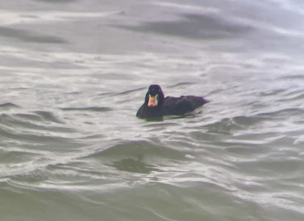 Surf Scoter - Joe Schiavone