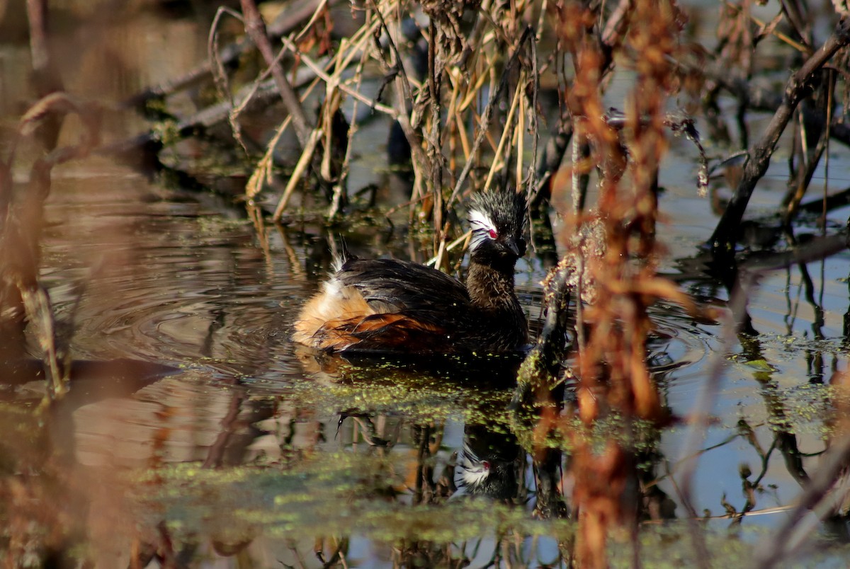 White-tufted Grebe - ML621401821