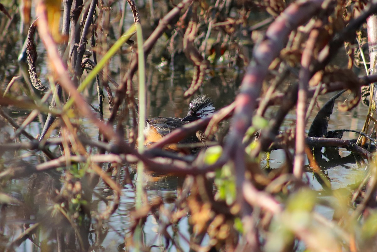 White-tufted Grebe - ML621401822