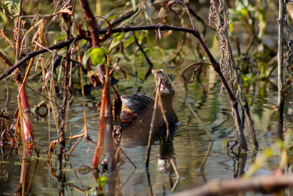 White-tufted Grebe - ML621401823