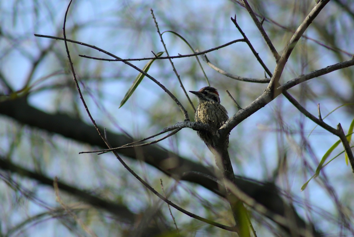 Checkered Woodpecker - ML621401830