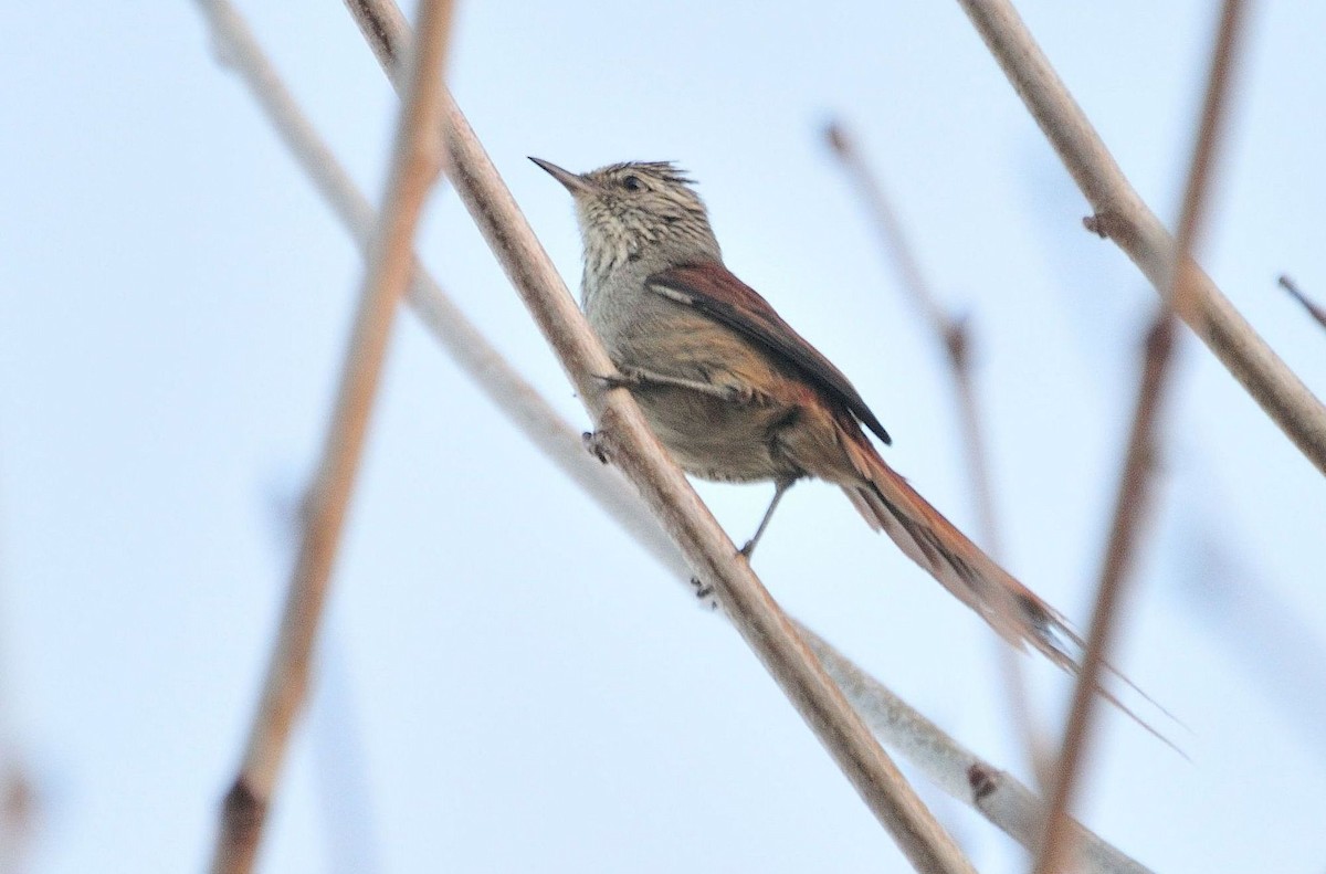 Araucaria Tit-Spinetail - ML621401850