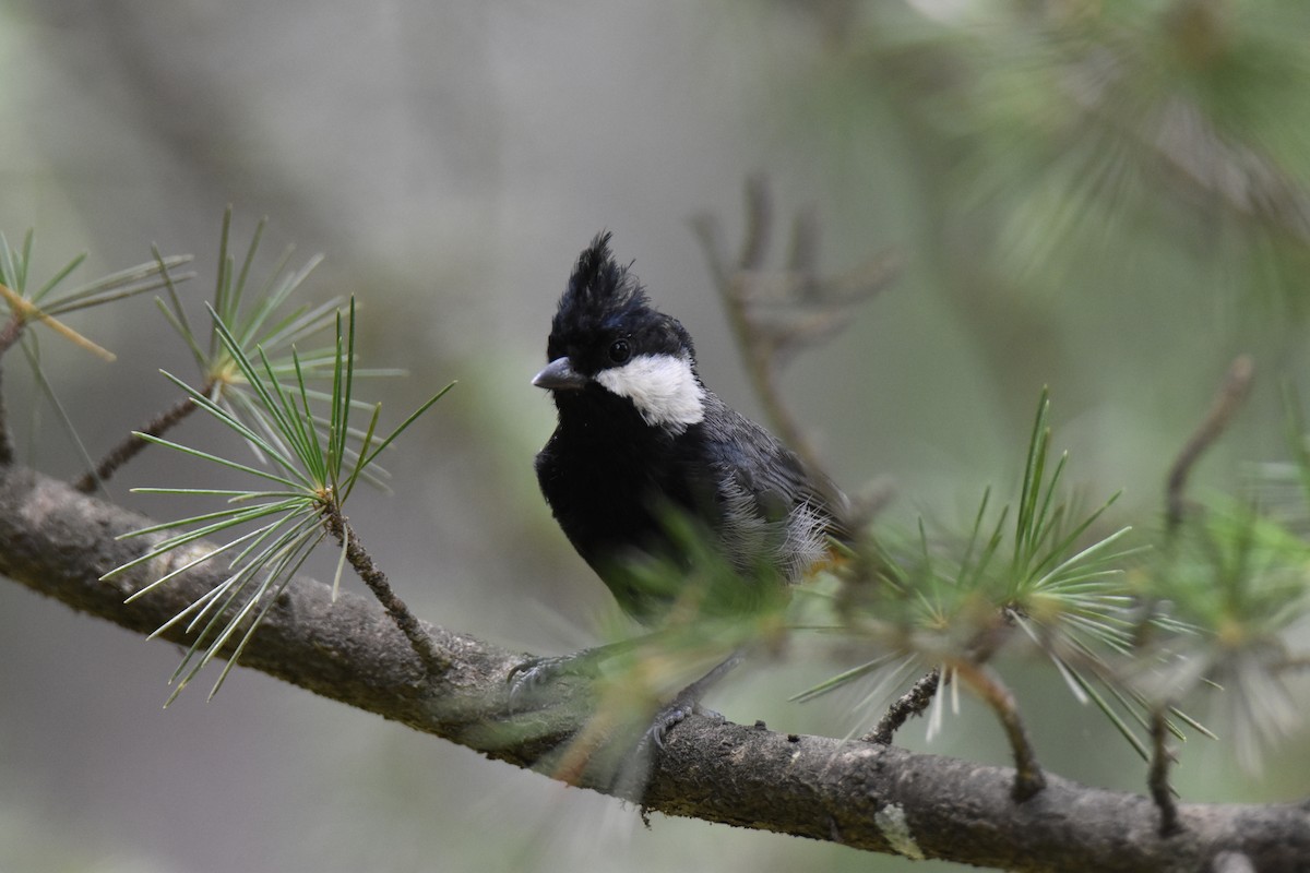 Rufous-naped Tit - Maqsood Ahmad wani