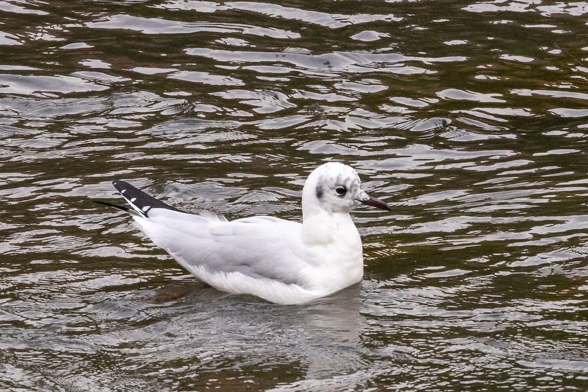 Andean Gull - ML621401868