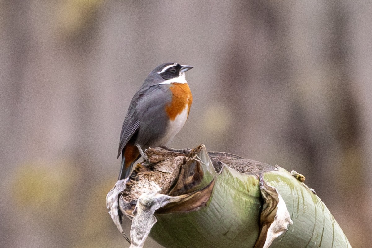 Chestnut-breasted Mountain Finch - Michael Cook