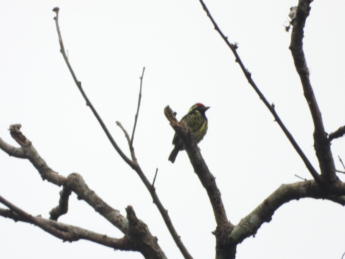Yellow-spotted Barbet - ML621401907