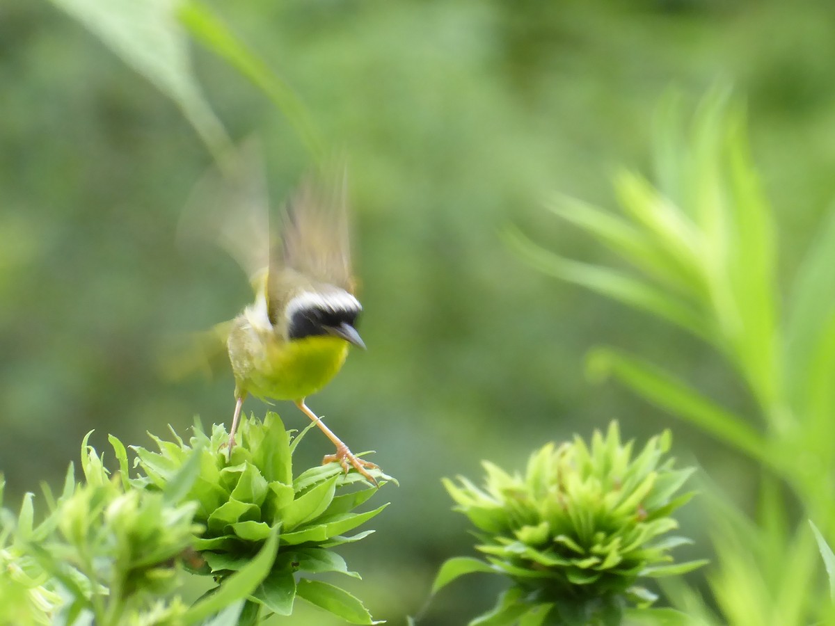Common Yellowthroat - ML621401921