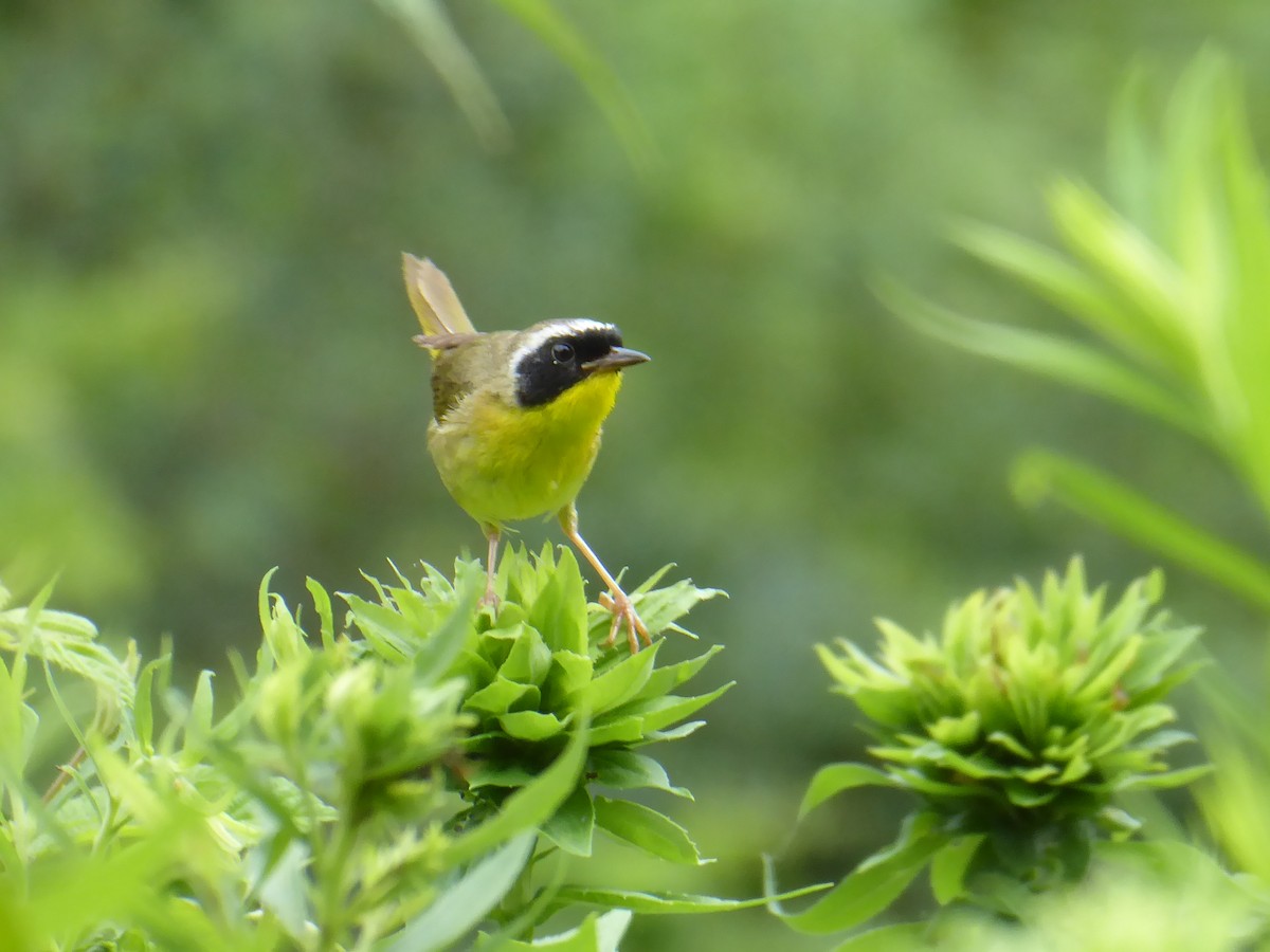 Common Yellowthroat - ML621401926