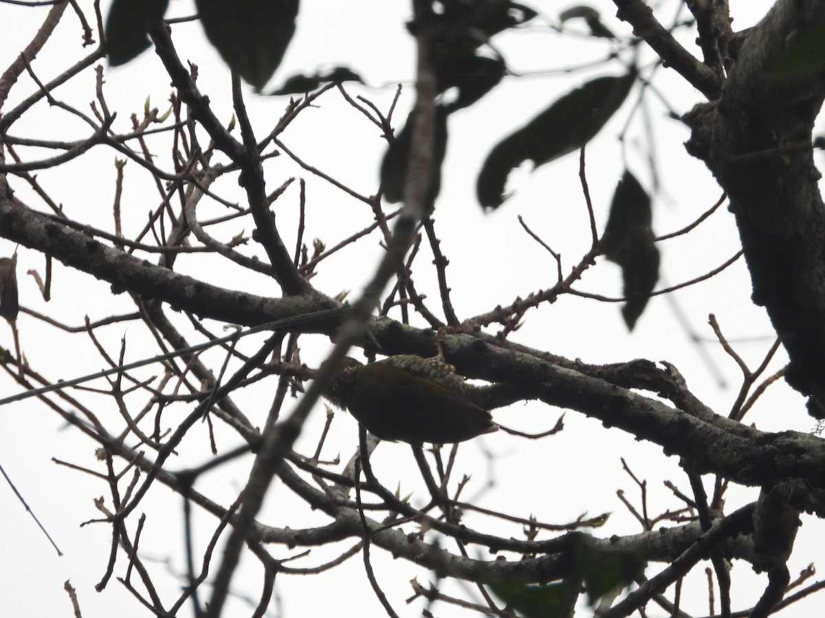 Brown-eared Woodpecker - ML621401927