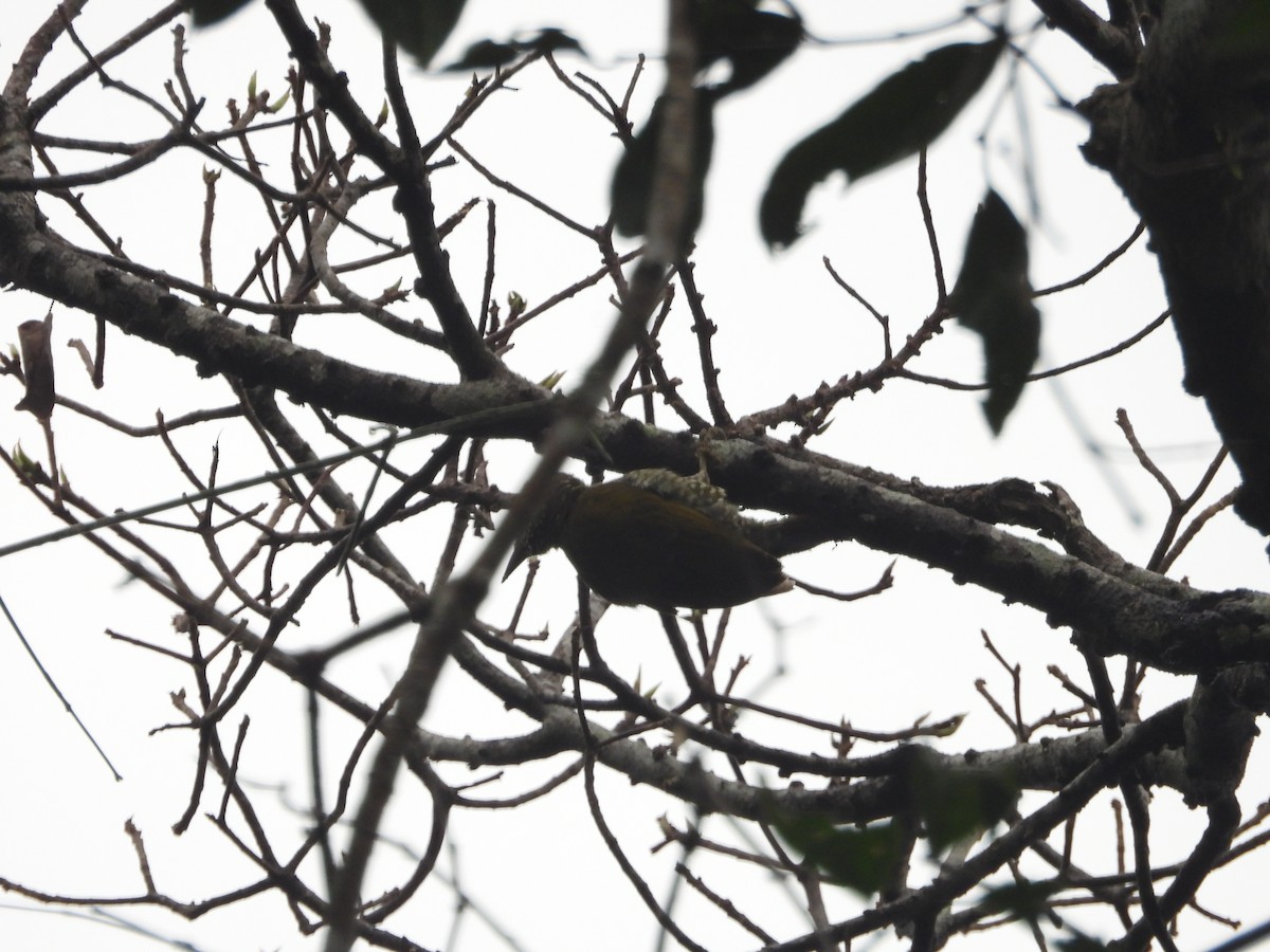 Brown-eared Woodpecker - ML621401928