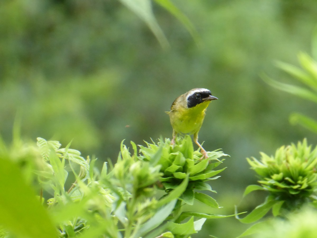Common Yellowthroat - ML621401930