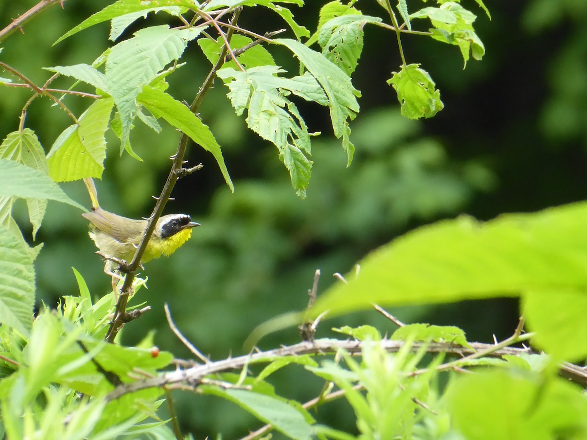 Common Yellowthroat - ML621401941