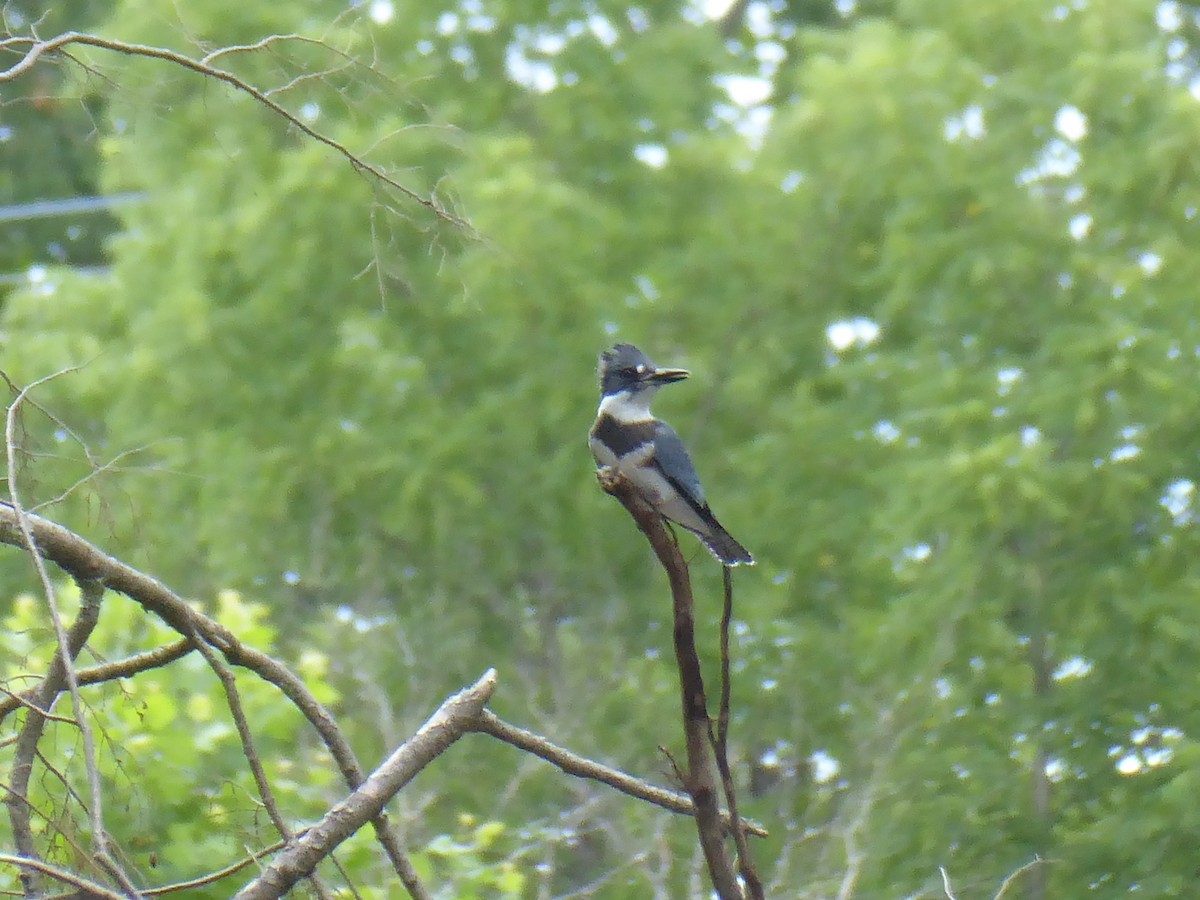 Belted Kingfisher - ML621401948