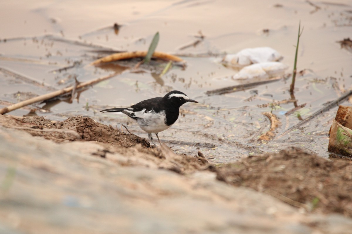 White-browed Wagtail - ML621402152