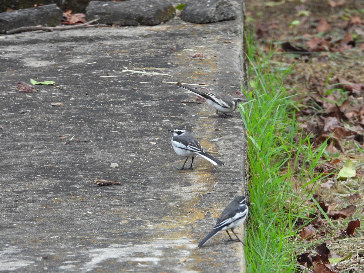 African Pied Wagtail - ML621402170