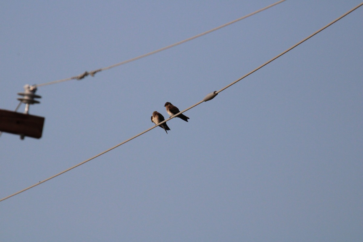 Northern Rough-winged Swallow - ML621402173