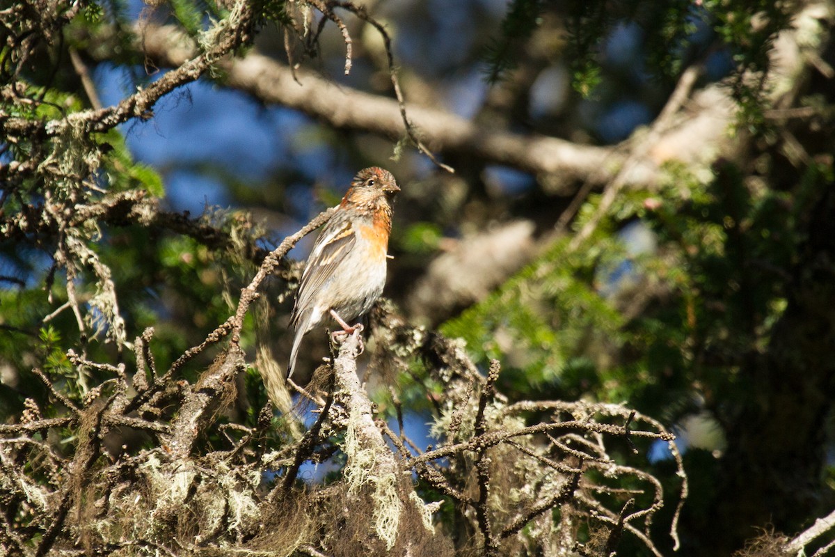 Three-banded Rosefinch - ML621402239