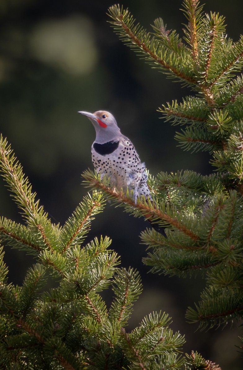 Northern Flicker - ML621402403