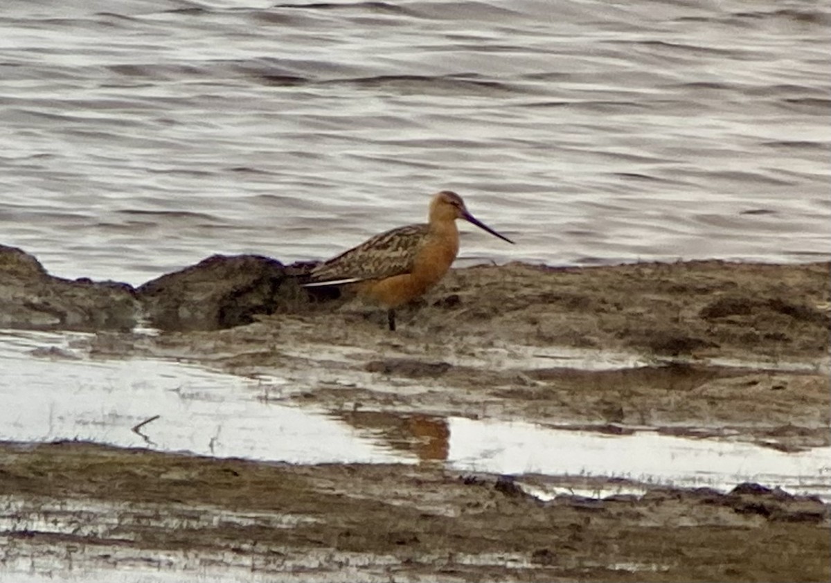 Bar-tailed Godwit - ML621402544