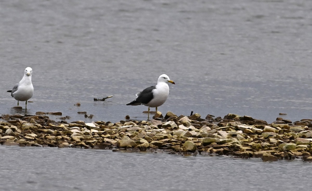 Japanmöwe - ML621402582