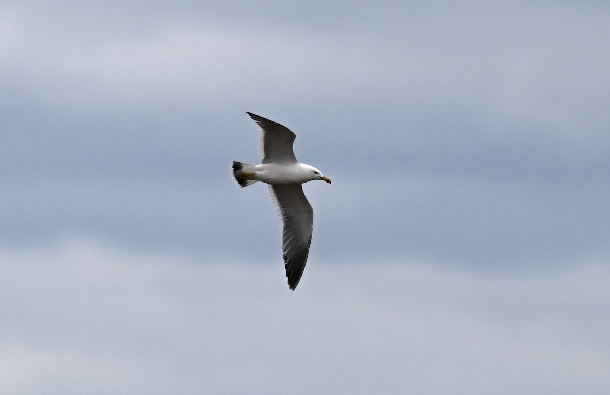 Black-tailed Gull - ML621402586